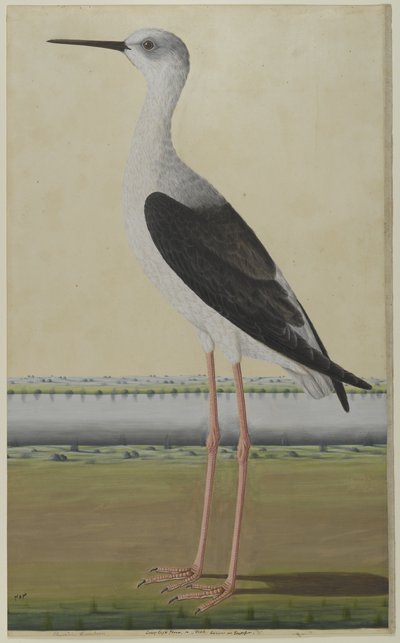 風景の中の水の鳥、1780年頃（紙に水彩） 作： Indian School