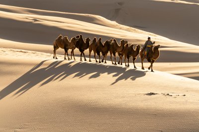 南インドのコンゴリン・エルス砂丘でラクダを先導するラクダ使い（2018年）（写真：Getty Images 作： Ira Block