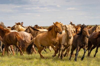 モンゴル、南ゴビ砂漠の馬の群れ、2018年（写真）。 作： Ira Block