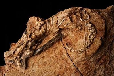 中国、北京北部の小唐山にある脊椎動物古生物学・古人類学研究所にある未知の恐竜。 作： Ira Block