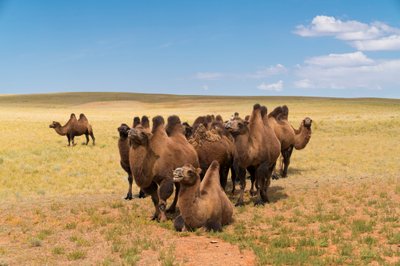 2016年、モンゴル南部のゴビ砂漠で撮影されたラクダ（写真）。 作： Ira Block