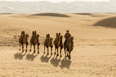 モンゴル、南ゴビ砂漠のラクダのキャラバン隊、2013年（写真）。 作： Ira Block