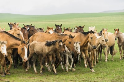 グンガルート自然保護区で馬を追い立てる地元家族 作： Ira Block
