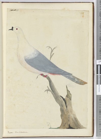 F.11ピジョン。ニューカレドニア、1772-75（WC） 作： Isaac Smith