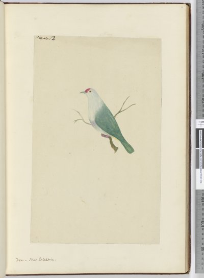 F.12どこで。ニューカレドニア、1772-75（トイレ） 作： Isaac Smith