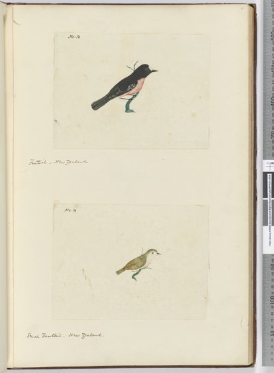 F.13ファンテイル。ニュージーランドF.14小さなファンテイル。ニュージーランド、1772-75（wc） 作： Isaac Smith