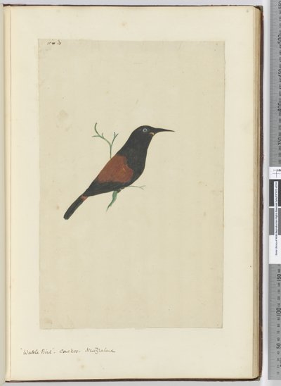 F.18ワトルバード。カッコウ。ニュージーランド、1772-75（wc） 作： Isaac Smith