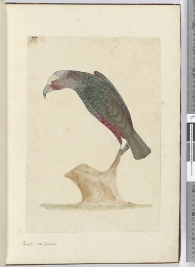 F.1オウム、ニュージーランド、1772-75（wc） 作： Isaac Smith