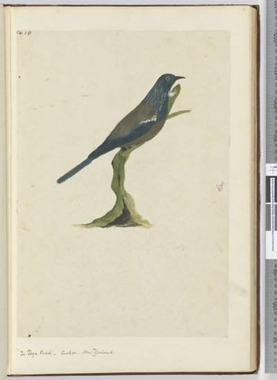 F.20ポヤ鳥、カッコウ。ニュージーランド、1772-75（wc） 作： Isaac Smith