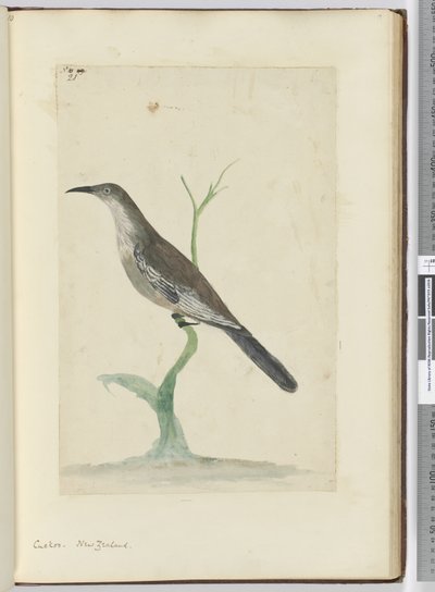 F.21カッコウ。ニュージーランド、1772-75（wc） 作： Isaac Smith
