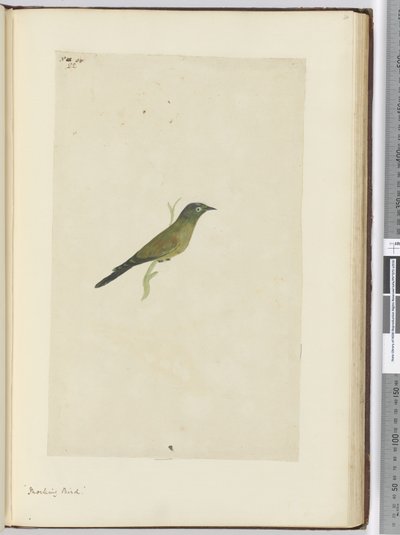 F.22あざける鳥、1772-75（トイレ） 作： Isaac Smith