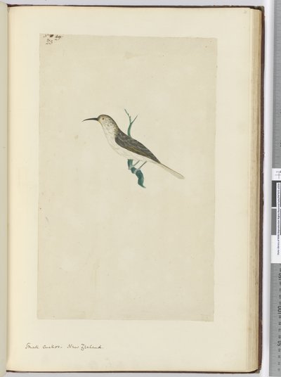 F.23小さなカッコウ。ニュージーランド、1772-75（wc） 作： Isaac Smith