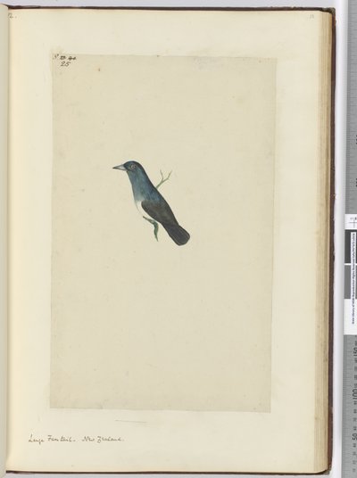 F.25大きなファンテイル。ニュージーランド、1772-75（wc） 作： Isaac Smith