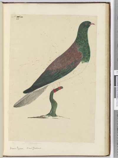 F.26ウッドピジョン。ニュージーランド、1772-75（wc） 作： Isaac Smith