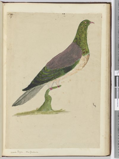 F.27ウッドハト。ニュージーランド、1772-75（wc） 作： Isaac Smith