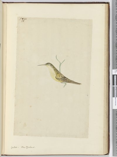 F.28カッコウ。ニュージーランド、1772-75（wc） 作： Isaac Smith