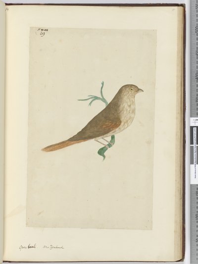 F.29グロビーク。ニュージーランド、1772-75（wc） 作： Isaac Smith
