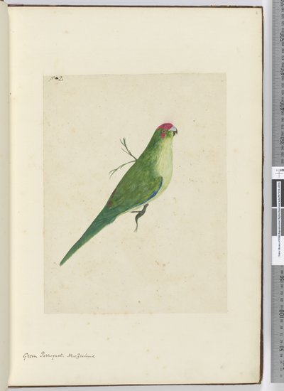 F.2緑の寄木細工。ニュージーランド、1772-75（wc） 作： Isaac Smith