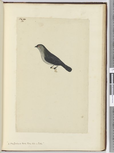 F.30ロビンのような飼いならされたニュージーランドの鳥、1772-75（WC） 作： Isaac Smith