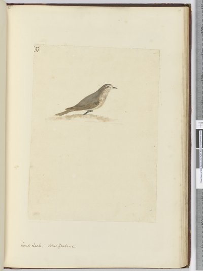 F.31砂ヒバリ。ニュージーランド、1772-75（wc） 作： Isaac Smith