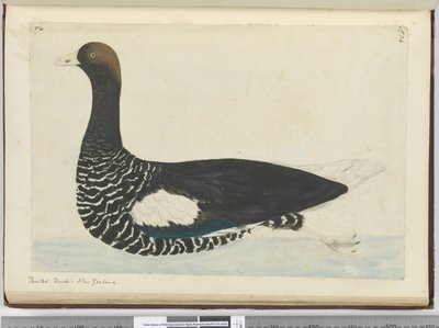 F.34塗装されたアヒル。ニュージーランド、1772-75（wc） 作： Isaac Smith