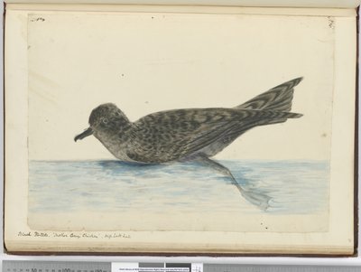 F.36黒ピンタド。マザーキャリーチキン。高南緯度、1772〜75（WC） 作： Isaac Smith