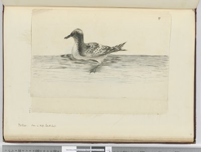 F.37aピンタド。 1772-75（WC）の高南緯度で見られる 作： Isaac Smith