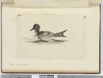 F.37bピンタド。 1772-75（WC）の高南緯度で見られる 作： Isaac Smith