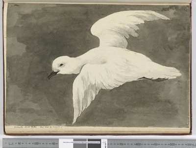 F.39南極の白いミズナギドリ。緯度を見て。 60から緯度。 71 S.、1772-75（wc） 作： Isaac Smith