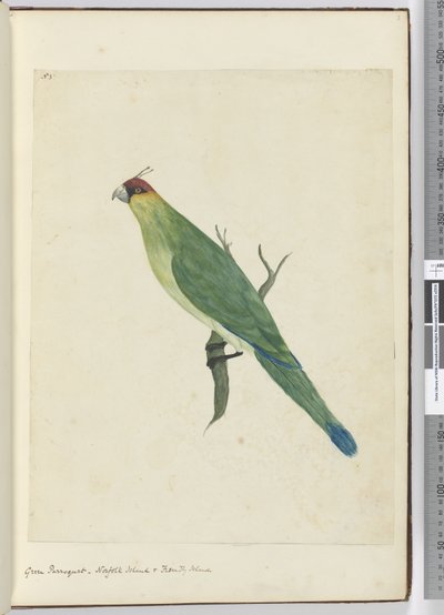 F.3緑の寄木細工。ノーフォーク島と友好的な島々、1772-75（wc） 作： Isaac Smith