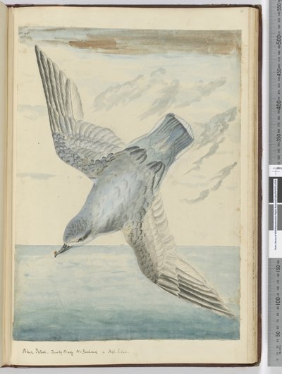 F.40ブルーペトレル。ダスキーベイニュージーランド。高緯度南部、1772-75（トイレ） 作： Isaac Smith