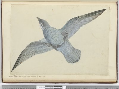 F.41ブルーペトレル。ダスキーベイニュージーランド。高緯度南部、1772-75（トイレ） 作： Isaac Smith