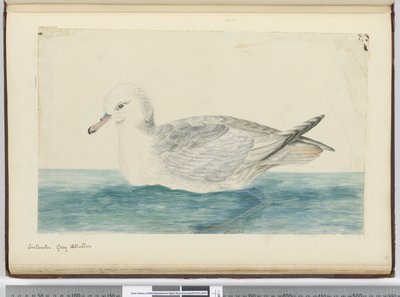 F.42南極灰色のアホウドリ、1772年から75年（WC） 作： Isaac Smith