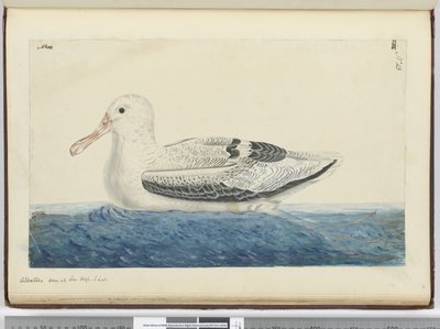 F.43アルバトロス。海抜S. lat。、1772-75（トイレ）で見られる 作： Isaac Smith