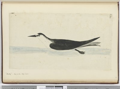 F.44ノディ。海抜S. lat。、1772-75（トイレ）で見られる 作： Isaac Smith