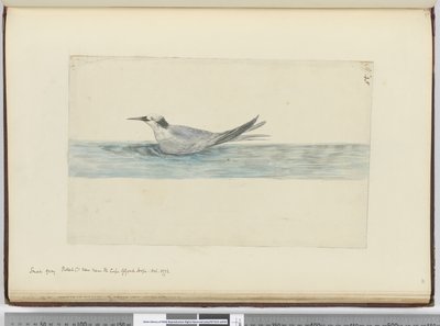 F.45喜望峰の近くで見られる小さな灰色のミズナギドリ（？） 1772年10月、1772〜75（wc） 作： Isaac Smith