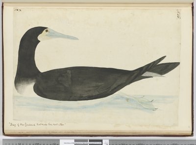 F.46木に巣を作るニュージーランドのシャグ、1772-75（WC） 作： Isaac Smith