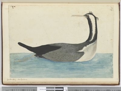 F.47クレステッドシャグ。ニュージーランド、1772-75（wc） 作： Isaac Smith