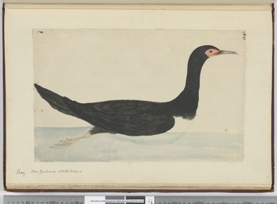 F.48シャグニュージーランドとスタテン島、1772-75（WC） 作： Isaac Smith