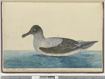 F.49緯度で見られる小さなアホウドリ。 65 S.、1772-75（wc） 作： Isaac Smith