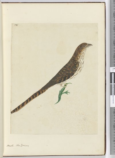 F.4ホーク。ニュージーランド、1772-75（wc） 作： Isaac Smith