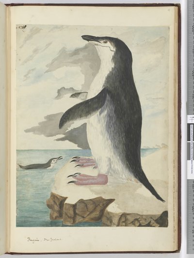 F.50ペンギン。ニュージーランド、1772-75（wc） 作： Isaac Smith