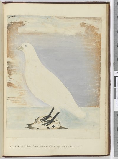 F.51 1774年1月、スタテン島のティエラデルフエゴで見られた新しい鳥。1772〜75（wc） 作： Isaac Smith