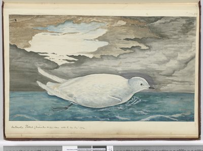 F.53氷上で見られる南極のミズナギドリ（No. 29より小さい）1772年1月、1772〜75（wc） 作： Isaac Smith
