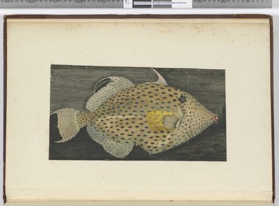 F.55 S.ジャゴの老妻と呼ばれる魚、1772〜75（wc） 作： Isaac Smith