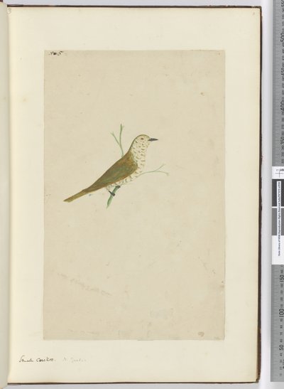 F.5小さなカッコウ。ニュージーランド、1772-75（wc） 作： Isaac Smith