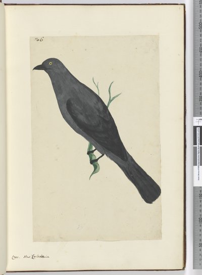 F.6カラス。ニューカレドニア、1772-75（WC） 作： Isaac Smith