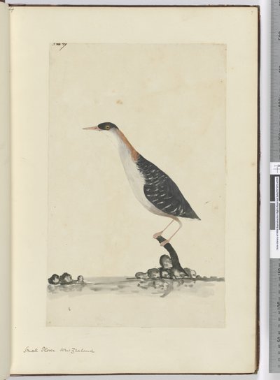 F.7小さな千鳥。ニュージーランド、1772-75（wc） 作： Isaac Smith