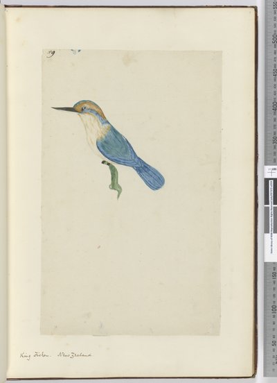 F.9キングフィッシャー。ニュージーランド、1772-75（wc） 作： Isaac Smith