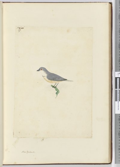 f.17未確認のニュージーランドの鳥、1772〜75（wc） 作： Isaac Smith